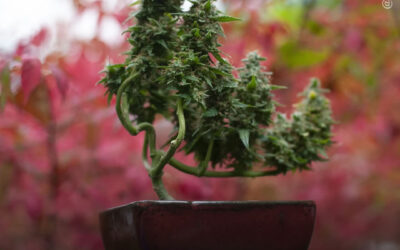 Dicas de cultivo: como cultivar um bonsai de maconha