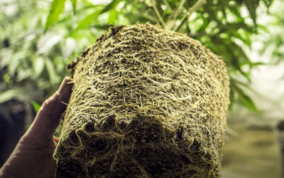 Dicas de cultivo: como e quando transplantar suas plantas de maconha