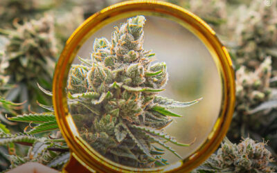 Dicas de cultivo: fase de floração da maconha, semana a semana