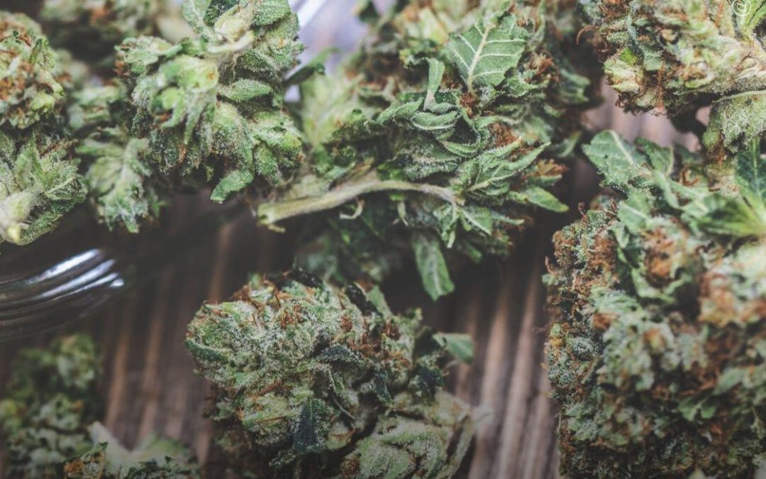 EUA: Câmara dos Representantes da Virgínia aprova projeto de lei para legalizar a venda de maconha para uso adulto