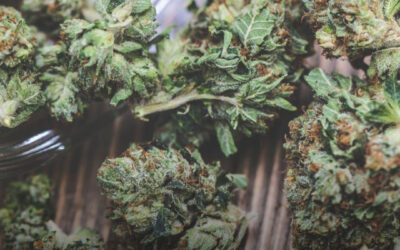 EUA: Câmara dos Representantes da Virgínia aprova projeto de lei para legalizar a venda de maconha para uso adulto