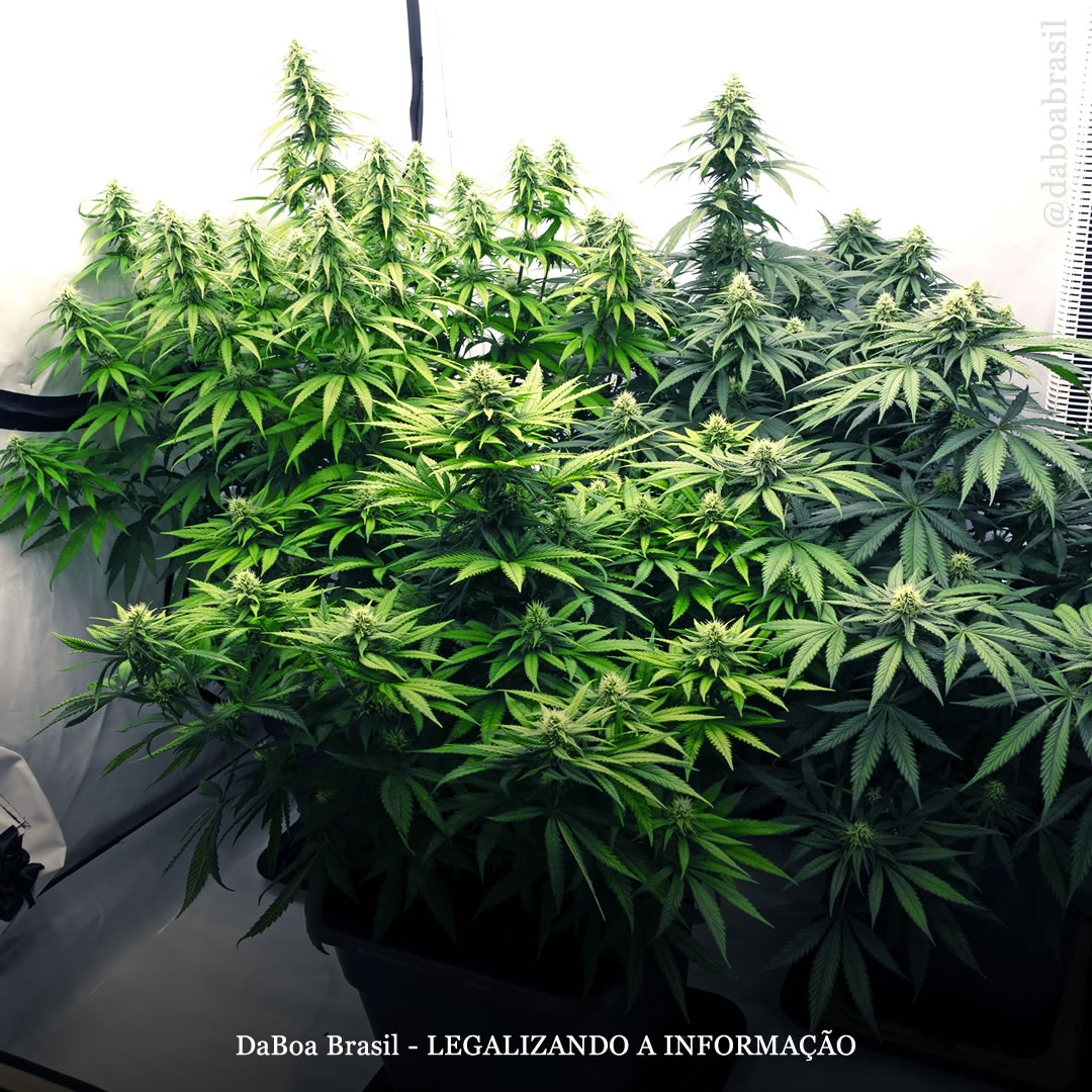 EUA: senadores do estado de Washington aprovam projeto de lei para legalizar o autocultivo de maconha para adultos