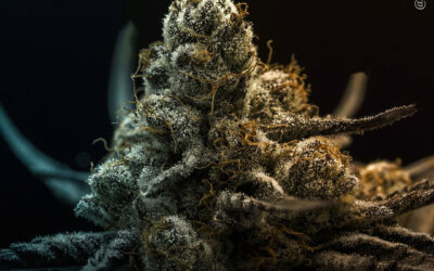 A maconha se equipara ao lorazepam no alívio da insônia crônica, mostra ensaio clínico