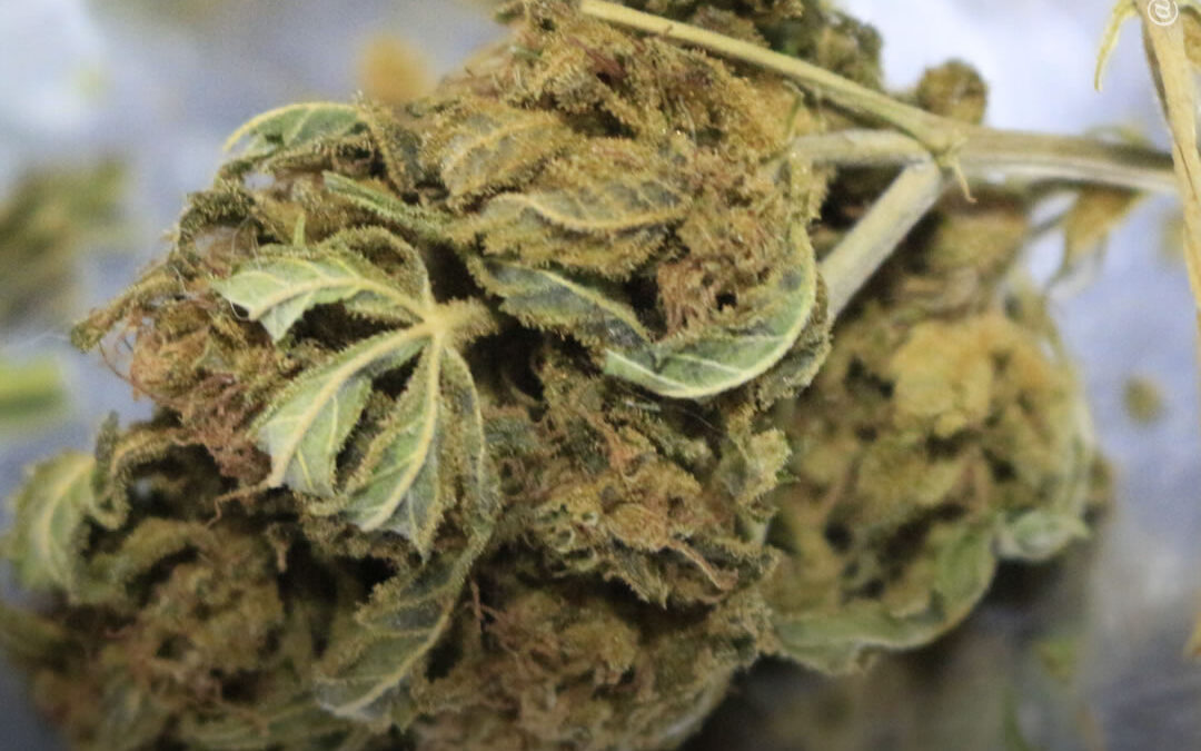 Mesmo doses de 1 a 5 mg de THC podem causar um resultado positivo em um exame de urina semanas após o uso, revela estudo