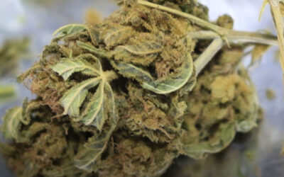 Mesmo doses de 1 a 5 mg de THC podem causar um resultado positivo em um exame de urina semanas após o uso, revela estudo