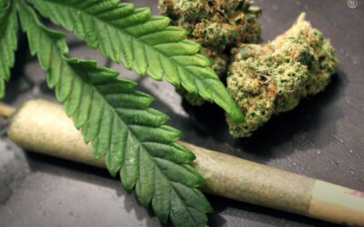 O uso de maconha está ligado a melhores resultados cognitivos em pacientes com transtornos psicóticos, diz estudo