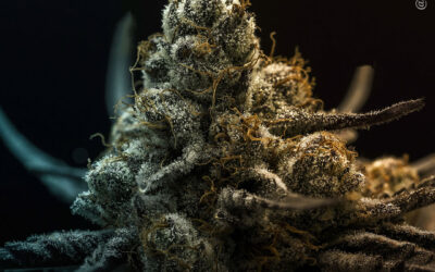 Polifenóis da maconha ajudam os neurônios a ativar suas defesas antioxidantes, revela estudo