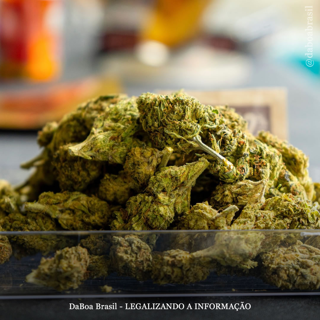 Uso de maconha ao longo da vida está associado a melhor desempenho cognitivo em populações idosas, diz estudo