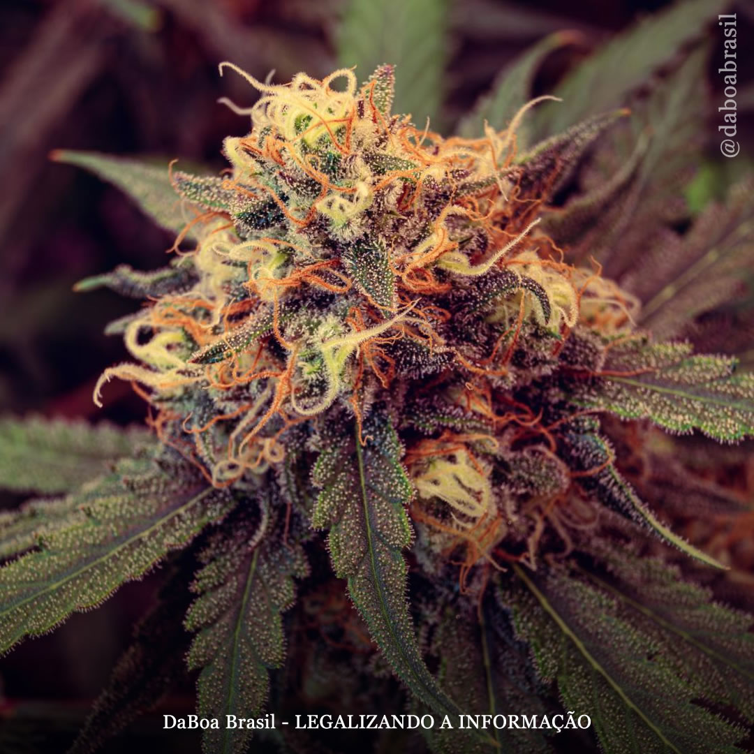 Uso de maconha está associado à redução da dor e à melhora da qualidade de vida em pacientes com endometriose, diz estudo