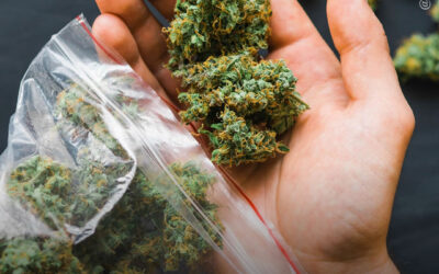 A legalização da maconha leva à redução de diferentes tipos de crimes, revela estudo