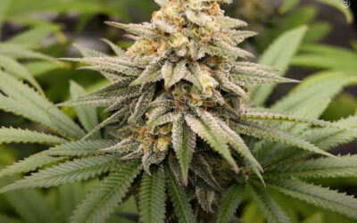 A maconha demonstra efeitos neuroprotetores e analgésicos em modelo de Alzheimer, diz estudo