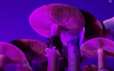 A psilocibina ajuda as pessoas a parar de fumar com mais eficácia do que os adesivos de nicotina, mostra estudo
