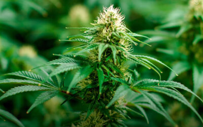 Canabinoides podem ajudar a proteger a função cognitiva na doença de Parkinson, mostra estudo