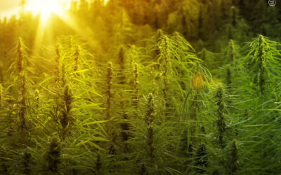 China antiga integrou a maconha à agricultura milhares de anos antes do que se acreditava anteriormente, mostra estudo