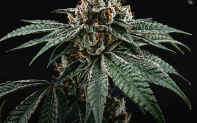 Compostos da maconha reduzem a dor e melhoram a função da mandíbula em pacientes com DTM crônica, diz estudo