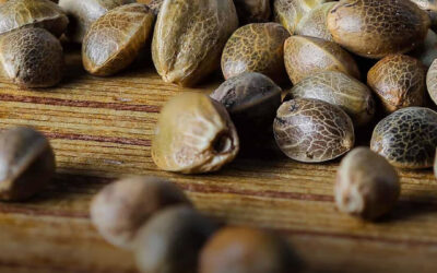 Compostos da semente de maconha mostram potencial no tratamento de diabetes e obesidade, diz estudo