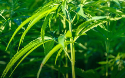 Dicas de cultivo: como controlar e prevenir o estiolamento em plantas de maconha