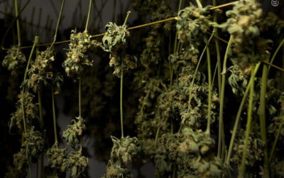 Dicas de cultivo: como prevenir o mofo durante a secagem e cura da maconha