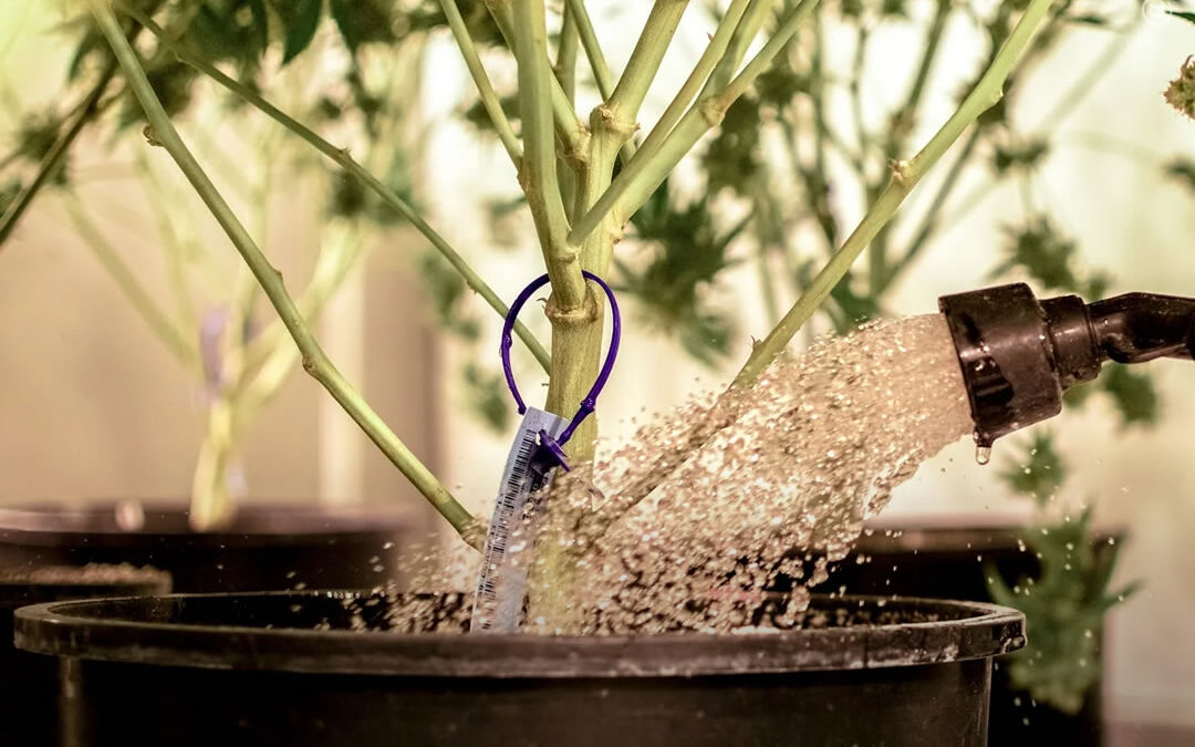 Dicas de cultivo: fertilização das plantas de maconha – como, quando e por quê