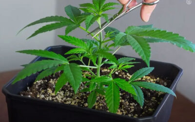 Dicas de cultivo: técnicas de poda nas plantas de maconha – TOP vs. FIM