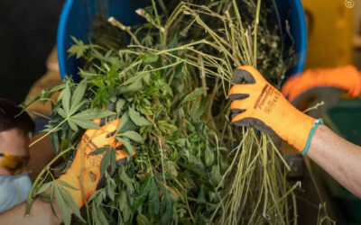 Estudo revela centenas de usos industriais para resíduos da planta de maconha