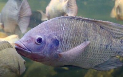 Extrato de maconha demonstra forte potencial antibacteriano contra patógenos de peixes, diz estudo