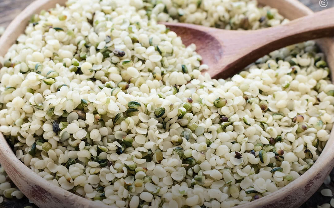 Hambúrgueres de proteína de semente de maconha são mais semelhantes à carne bovina do que outras alternativas à base de plantas em termos de nutrição, segurança e sabor, diz estudo