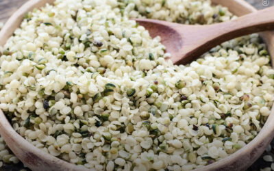 Hambúrgueres de proteína de semente de maconha são mais semelhantes à carne bovina do que outras alternativas à base de plantas em termos de nutrição, segurança e sabor, diz estudo