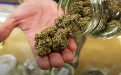 Legalização da maconha para uso adulto impacta significativamente os mercados não regulamentados, mostra estudo