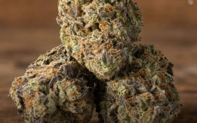 Legalização do uso adulto não está relacionada ao aumento de internações hospitalares por transtorno do uso de maconha entre adolescentes, diz estudo