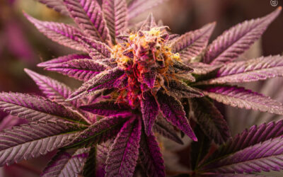 O canabinoide CBG desencadeia múltiplas vias de morte celular em células tumorais pancreáticas, mostra estudo