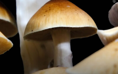O parente mais próximo do cogumelo Psilocybe cubensis foi descoberto na África