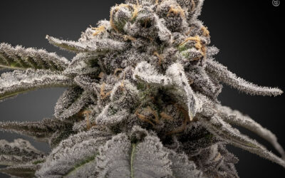 Óleo de maconha de espectro completo melhora a função hepática e reduz marcadores de doenças em modelo de fígado gorduroso, diz estudo