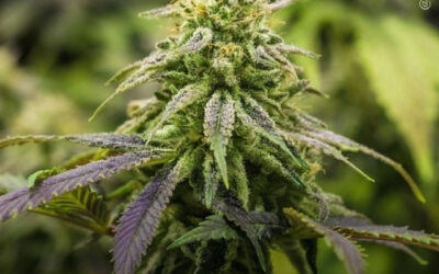 Óleo essencial de maconha reduz a dor e os danos nos nervos em modelo de esclerose múltipla, diz estudo