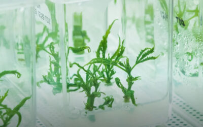 Otimização de CO2 e ventilação aumenta a biomassa da micropropagação de maconha em até 282%, mostra estudo