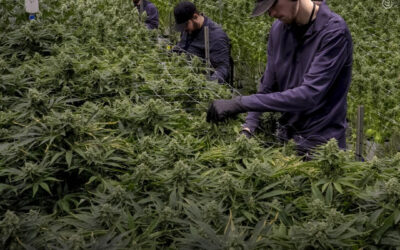 Senado de Nova York aprova projeto de lei que permite que pessoas em liberdade condicional ou sob supervisão judicial trabalhem na indústria legal da maconha