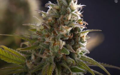 Vários compostos da maconha atuam em vias-chave de crescimento do câncer de pele, diz estudo