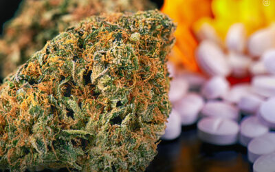 A maconha ajuda pessoas a pararem de usar opioides, remédios para dormir e outros medicamentos controlados, mostra estudo