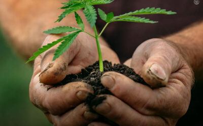 Após 6 anos em tramitação, a SUG 25/2020 pela Regulamentação do Uso Adulto e do Autocultivo de maconha é rejeitada no Senado