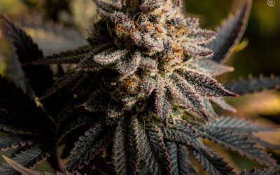 CBN e THCV são eficazes na redução do consumo de álcool, superando o CBD, mostra estudo