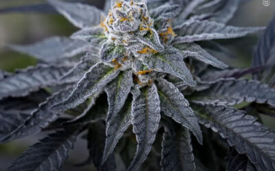 Canabinoides menores apresentam efeitos distintos em neurônios sensíveis à dor, diz estudo