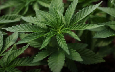 China: pesquisadores revelam o uso ancestral da maconha como uma cultura “indispensável” e “profundamente integrada” ao cotidiano