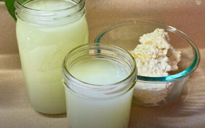 Dicas de cultivo: bactérias do ácido lático, um probiótico para plantas de maconha