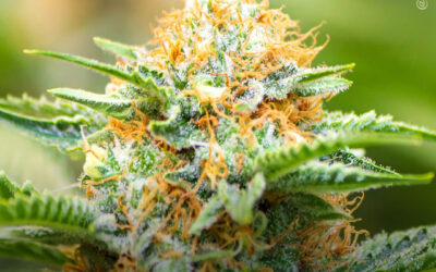 Extrato de maconha e exercício aeróbico associados à redução da inflamação em modelo de fígado gorduroso