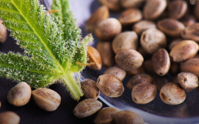 Extratos de sementes de maconha demonstram forte potencial antienvelhecimento e protetor da pele, de acordo com estudo