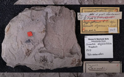 Fóssil de 56 milhões de anos encontrado na Alemanha pode ser a planta de maconha mais antiga já conhecida