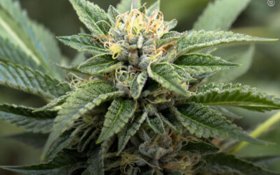 O canabigerol (CBG) apresenta benefícios antidepressivos e cognitivos, mostra estudo