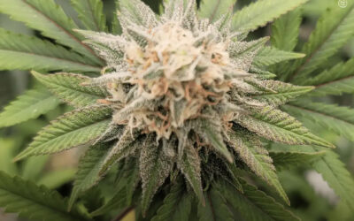 Os EUA reclassificam a maconha à Lista III de substâncias controladas