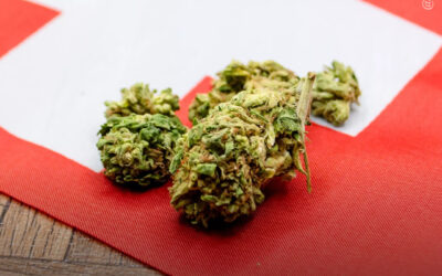 Suíça: Zurique estende programa piloto de uso adulto da maconha por dois anos