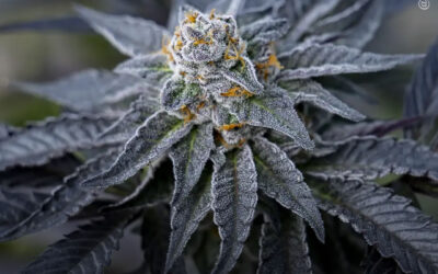 Terapia com canabinoides associada à redução da dor e melhores resultados em pacientes com câncer de próstata, mostra estudo